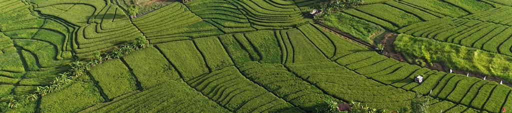 Luxury hotels in Canggu