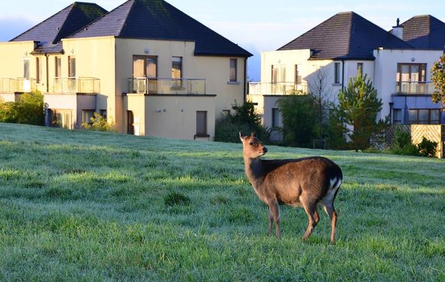 Waterford Castle Lodges