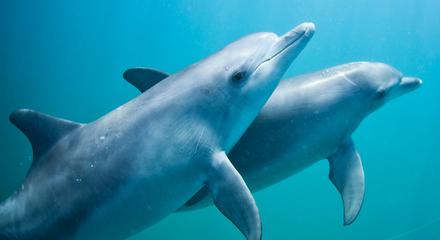 Swim with Wild Dolphins (meet the boat in Rockingham)