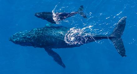 Safari-Style Whale Watching Gold Coast 
