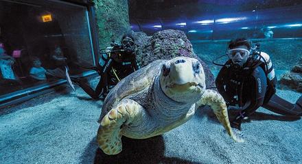 Dive With Sharks (Age 14+)