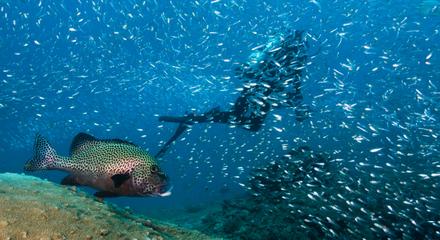Outer Reef or Muiron Island Dive and Snorkel Tour