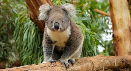 Phillip Island Highlights & Koalas Tour 
