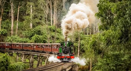 Puffing Billy and Moonlit Tour (+ Penguins)