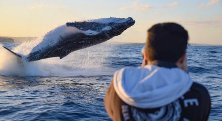 Whale Watching on vessel OSPREY - Circular Quay - Agent