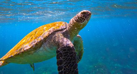 Swim with Turtles 