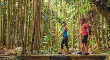 Hop on Hop Off Bus - Tamborine Mountain - From Brisbane