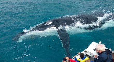Kalbarri Whale Watching