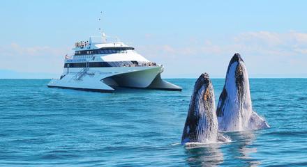 Whale Watching Day Cruise with Dolphin Feeding