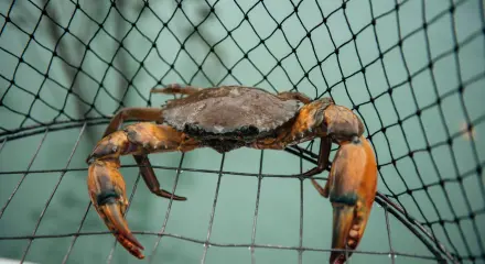 Broome: Five-Hour Mud Crabbing Adventure Tour with Scenic Bay Cruise