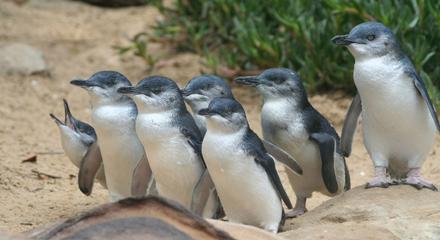 Autopia Tours: Phillip Island & Koala Highlights - Penguins General Viewing
