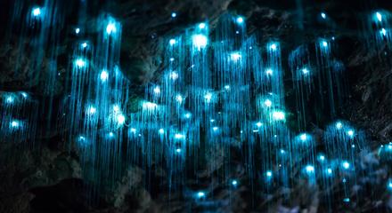 Daytime - Scenic Rim Glow Worm Tour - Gold Coast Pickup