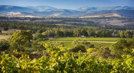 Autopia Tours: Discover the Yarra Valley Wine Tasting Tours