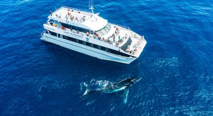 Whale Watching Half Day Tour Departing Bundaberg July - Oct 2025 