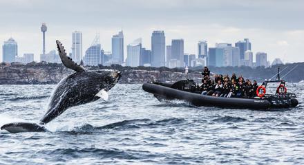Whale Watching - Circular Quay Departure - Agent