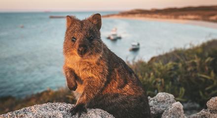 Rottnest Island Eco Walking Tour | 4 km | 2 Hrs 