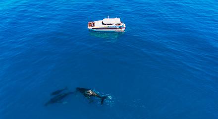 WHALEWATCHING - Rottnest Fast Ferries - departing Hillarys