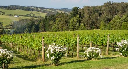 Mornington Peninsula Private Wine Tour