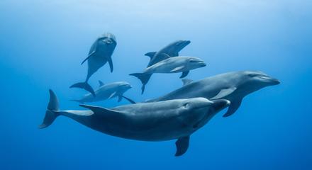 Swim with Wild Dolphins (including Return Transfers from Central Perth)