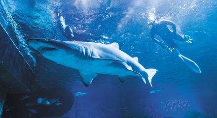 Snorkel With Sharks (Age 14+)