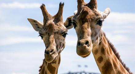 Hop On Hop Off Harbour Explorer 1-Day Pass & Taronga Zoo