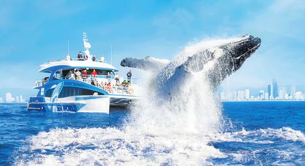 Premium Whale Watching Cruise with Sea World Entry