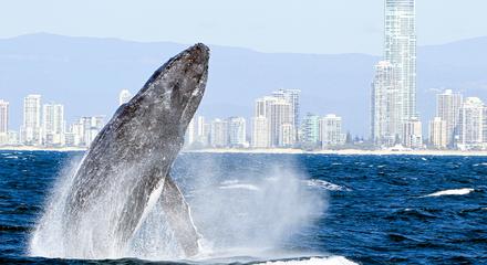 2.5-Hour Whale-Watching Cruise on a Superyacht