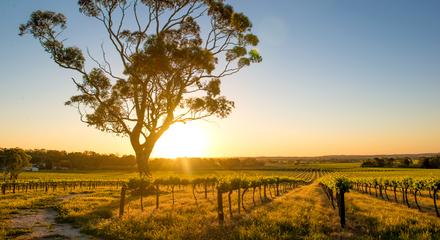 Barossa Valley Private Wine Tour