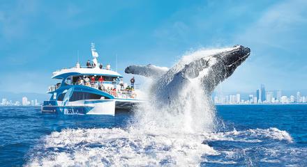 Gold Coast: Embark on a Whale Watching Adventure with 100% Whale Sighting Guarantee
