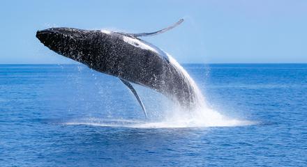 Dunsborough Whale Watching Eco Tours