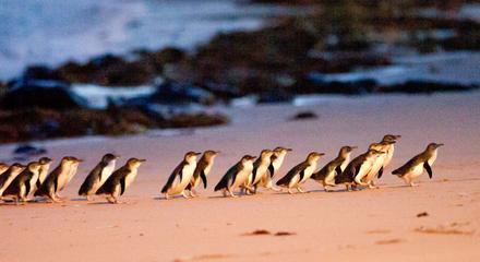 Autopia Tours: Phillip Island & Koala Highlights - Penguins Plus Viewing