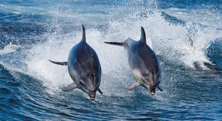 Bruny Island Cruises Full Day Tour from Hobart