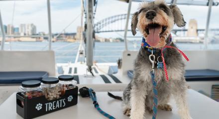 60-Minute Dogs on Deck Sydney Harbour Cruise with Grazing Platter