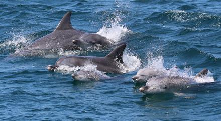 Dolphin Cruise