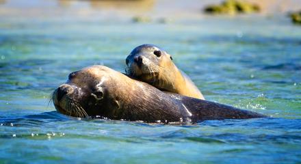 3 Island Wildlife Snorkel