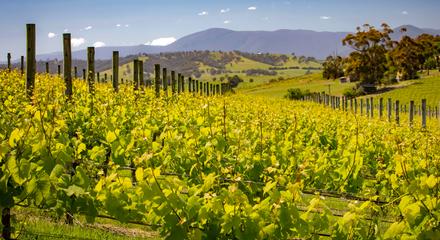 Yarra Valley Private Wine Tour