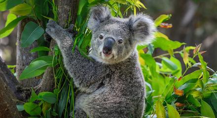 Private tour Blue Mountains Day Adventure Wildlife + River Cruise 