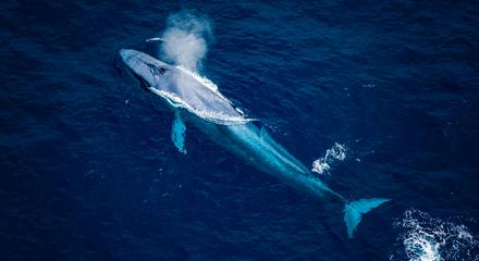 Whale Watch Ocean Safari