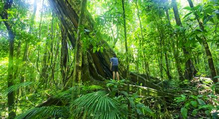 MOSSMAN GORGE DAINTREE EXPERIENCE