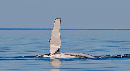 Deluxe Humpback Whale Swim Tour  
