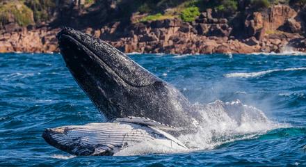 3 Hour Whale Watch Cruise