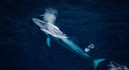Whale Flight & Mountain Scenic Tour