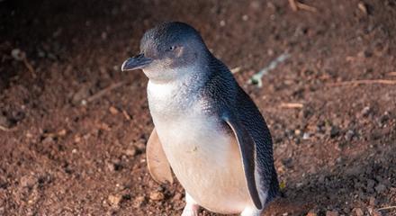 Phillip Island and Moonlit Sanctuary (English M3)