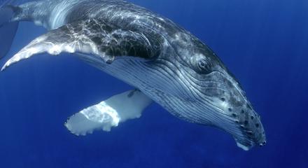 Swim with Whales Gold Coast 