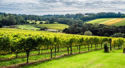 Mornington Peninsula. Luxury Lunch, Wine and Sightseeing Tour. Small Group Max 6 guests