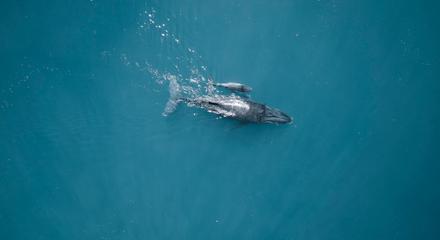 Sunset Whale Watching 