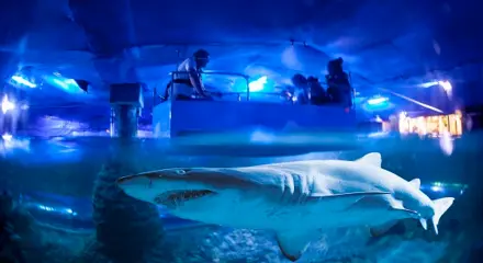 Perth: Discover Life Under the Sea with Full-Day Entry to Aquarium of Western Australia & Glass Bottom Boat Ride