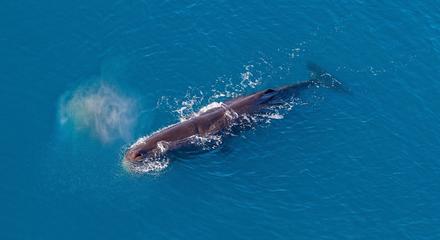 Kaikōura Helicopters - Classic Whale Watch