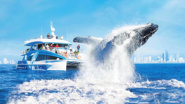 Save Up to A$49 with a Sea World Whale Watching Cruise & Admission to Sea World