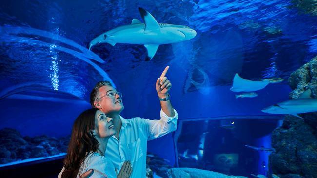 Cairns: Guided Tour of Cairns Aquarium By Twilight with Three-Course Dinner